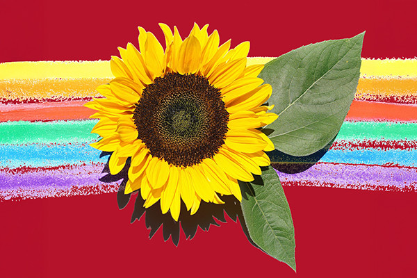 Sonnenblume mit zwei grünen Blättern auf gemaltem Regenborgen